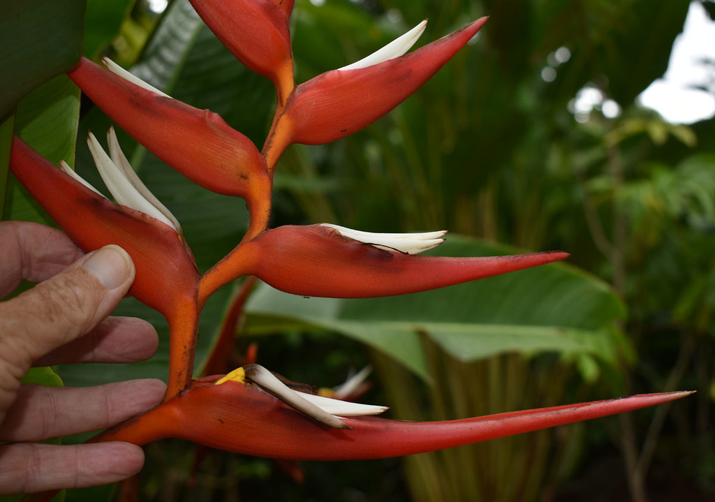 Heliconia ?, Flecker Botanic Garden, Cairns, QLD, 07/09/23