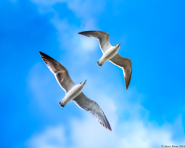 Franklin's Gull (Larus pipixcan) flight sequence