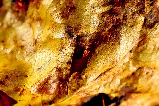 Autumn closeup