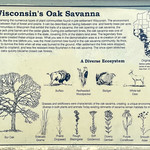 Wisconsin's Oak Savanna The savanna was among the numerous types of plant communities found in pre-settlement Wisconsin. The environment of the savanna falls between that of forest and prairie. It can be described as having between one and twenty trees per acre. There are 4 plant communities in Wisconsin that exhibit the traits of a savanna: the oak opening or oak savanna, the scrub oak barren, the jack pine barren and the cedar glade. During pre-settlement times, the oak savanna was one of the most characteristic ecological communities in the state, covering 20% of the state&#039;s land area. The legendary fires that swept over the prairie created these unique areas. What you see in the demonstration area is a re-creation of an oak savanna. The bur oak, like the one before you, was the most common tree found in the oak savanna community. Its thick, corky bark allowed it to survive the fires when all else was burned to the ground. After settlement the fires were stopped, prairies were converted to cropland, and less fire resistant trees flourished in the oak savanna. The once open stretches of prairie dotted with oaks quickly became closed oak forests.

Menomonie Rest Area - Dunn County, Wisconsin
