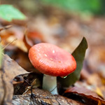 Mushroom Droplet 