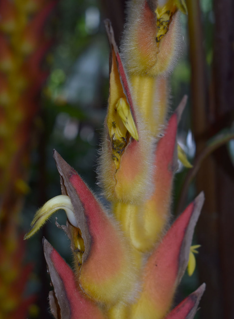 Heliconia regalis x xanthovillosa, Flecker Botanic Garden, Cairns, QLD, 07/09/23