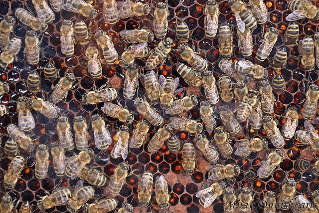 pčela medarica
