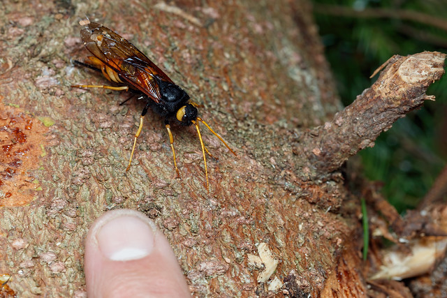 Very, Very Large Wasp, Pt. 2 - _TNY_5290