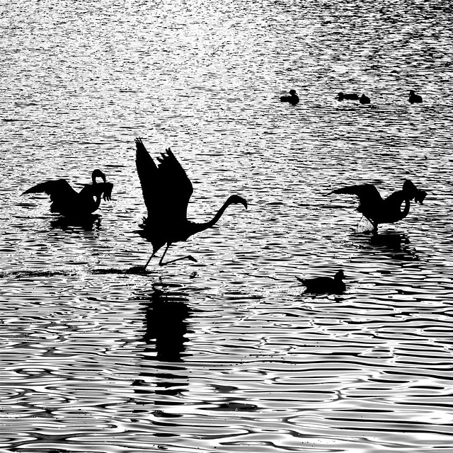 Black flamingos
