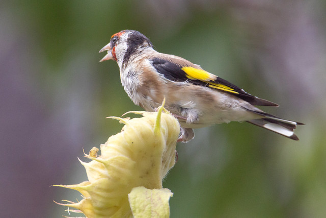 European Goldfinch, The Netherlands.