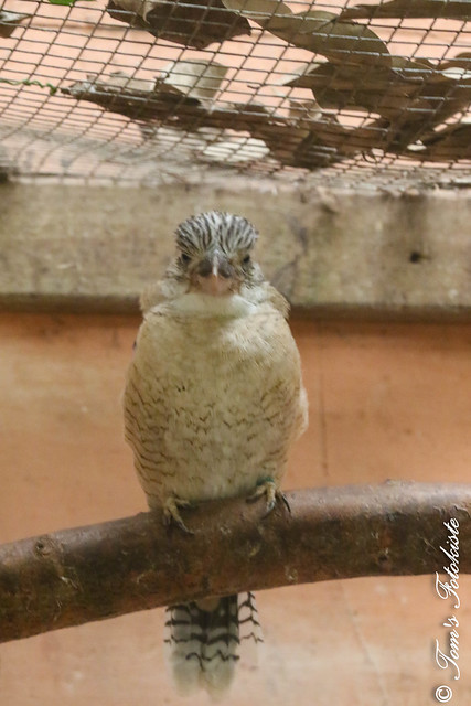 Blauflügel Kookaburra (Dacelo leachii)