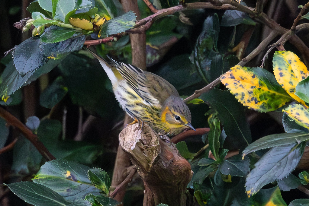 Cape May Warbler, 1st w male