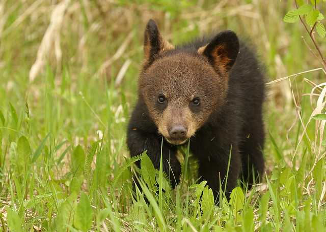 Black Bear cub...#60
