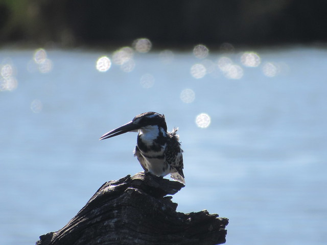 Pied Kingfisher at the Bird Hide