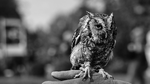 A cute little owl ⬛⬜
