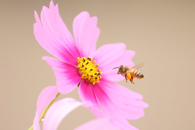 Honeybee and cosmos