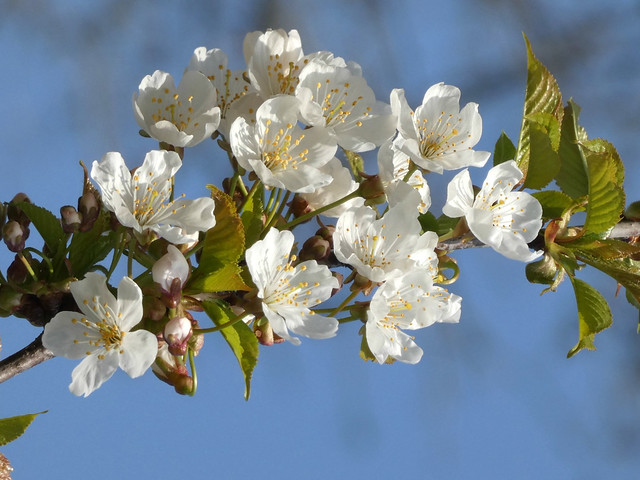 Prunus blossoms