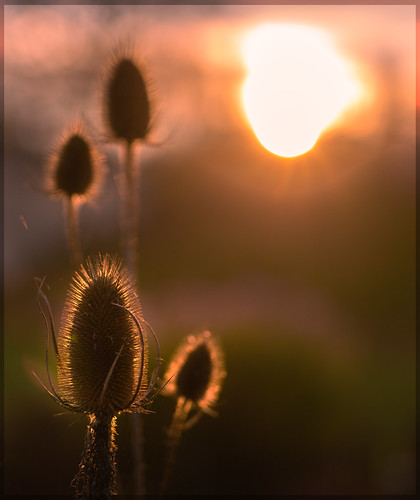 Dipsacus by B___E, I took this photo in Sweden.bokeh flower flowers garden nature naturelover park photography seeds so