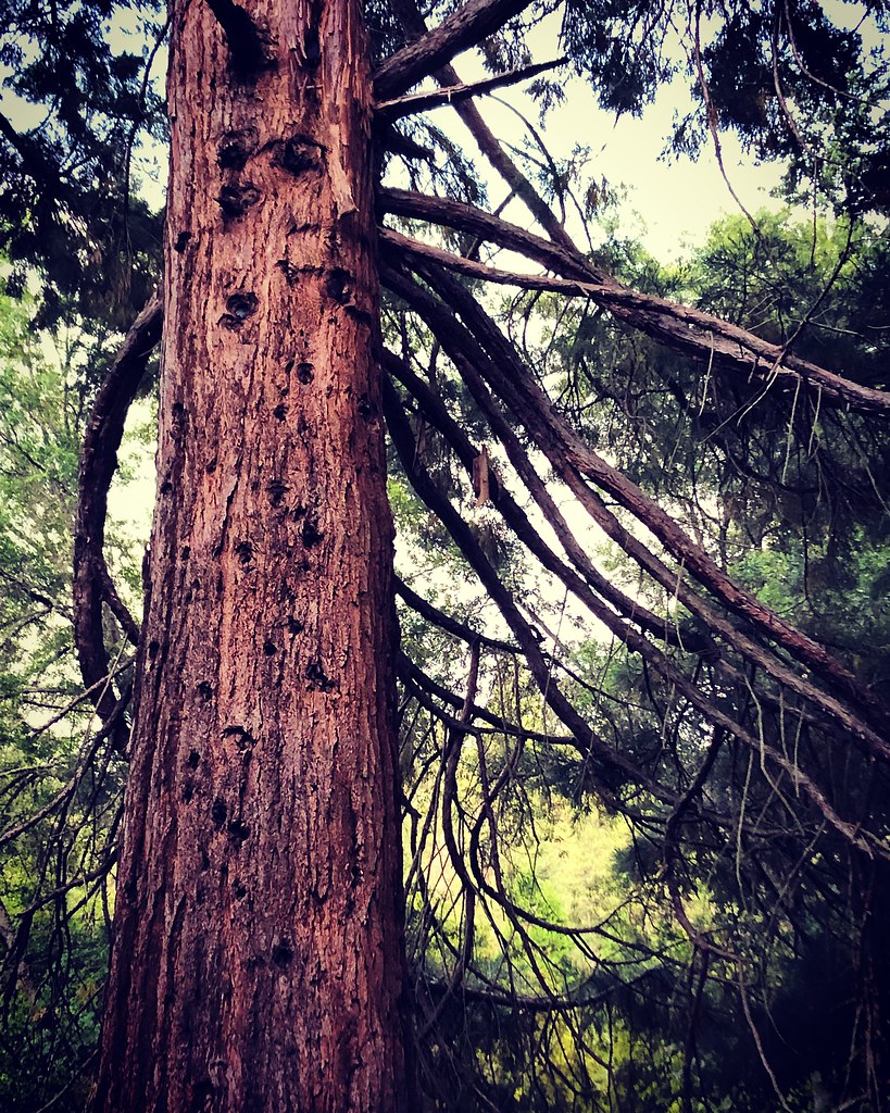 Sequoia, Ashland, Oregon