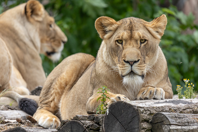 African Lioness - Zoo Duisburg