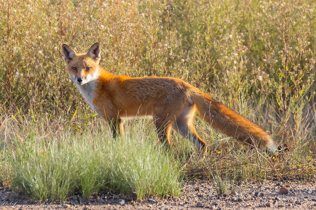 Red fox - Staten Island, New York