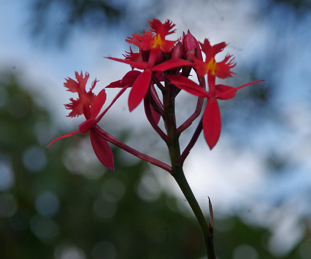 Orchid, Epidendrum radicans