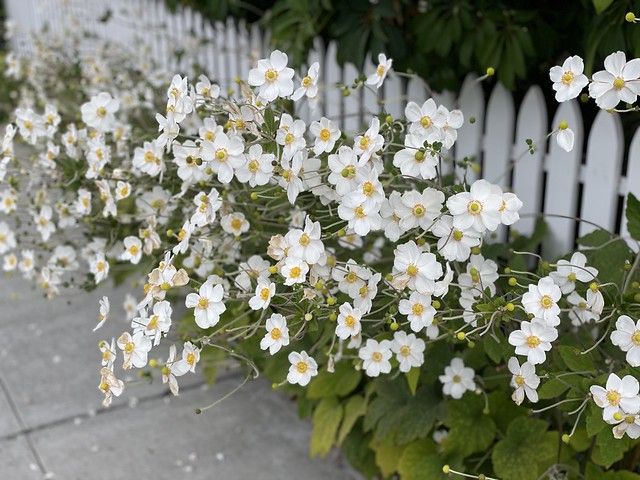 White Picket Fence