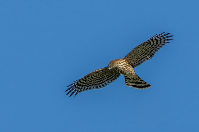 Cooper's hawk