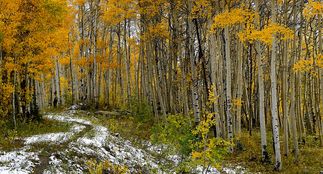 Autumn Aspen Forest, Wasatch Mountains, Utah (stitch)