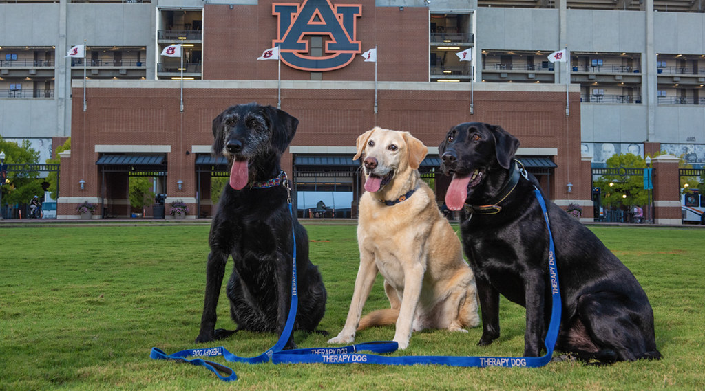 Therapy dogs are pictured in front of Auburn's football stadium.