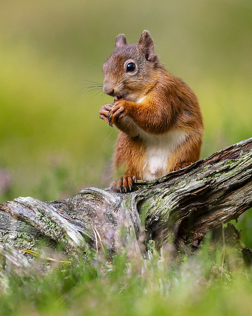 Red  Squirrel