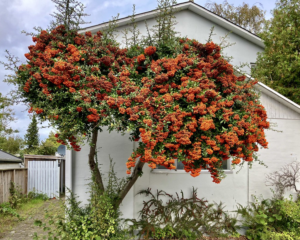 Bushes Like Tree Treelike bush | A “ scarlet firethorn” made to look like a t… | Flickr