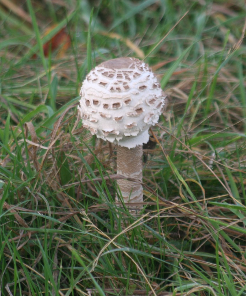 gemeiner-riesenschirmling-macrolepiota-procera-2-flickr