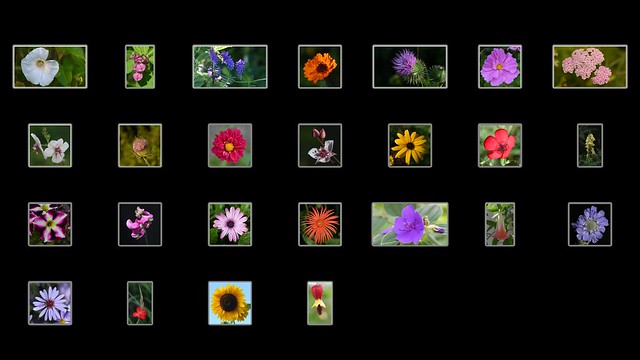 100 Flowers 2023 - 76-100