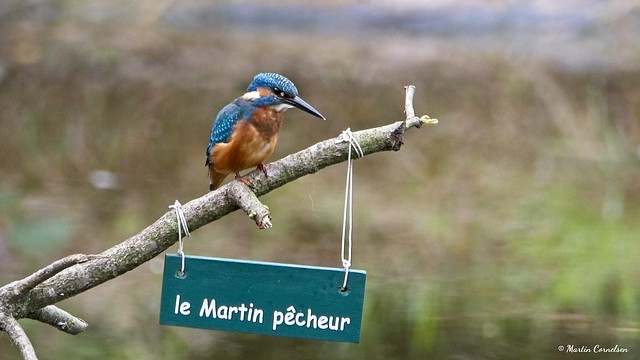 Martin-pêcheur d'Europe mâle Alcedo atthis Kingfisher