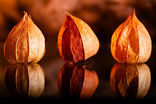 Three Physalis - My entry for todays 