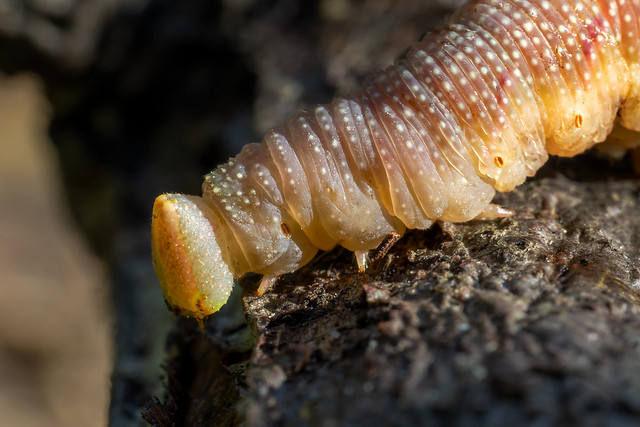 365 - Image 283 - Lime hawk-moth caterpillar...
