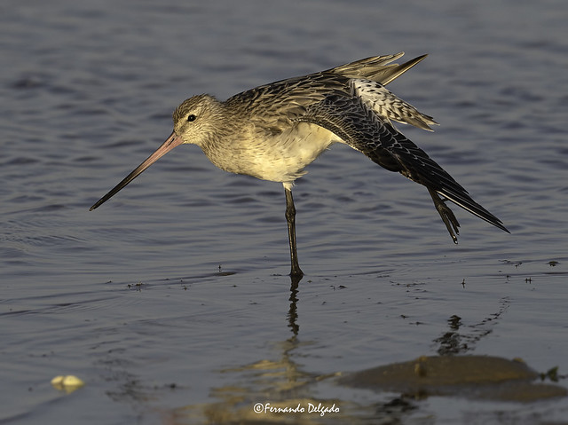 Fuselo (Limosa lapponica) | Bar-tailed Godwit