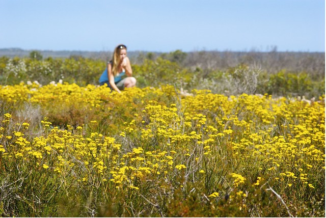 Yellow Verticordia Wildflowers On Springdale Road. Photo Credit- Tourism Western Australia
