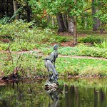 "Great Blue Herons" Sculpture by Walter T. Matia. Installed within Sherwin Pond inside the Holden Arboretum.