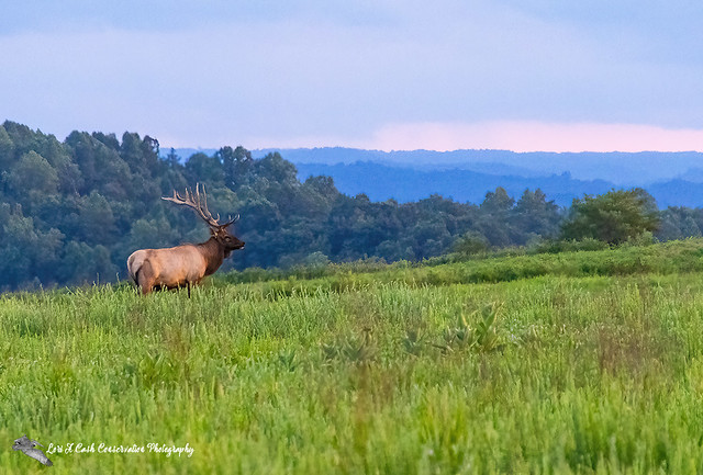 Virginia Elk at Sunset