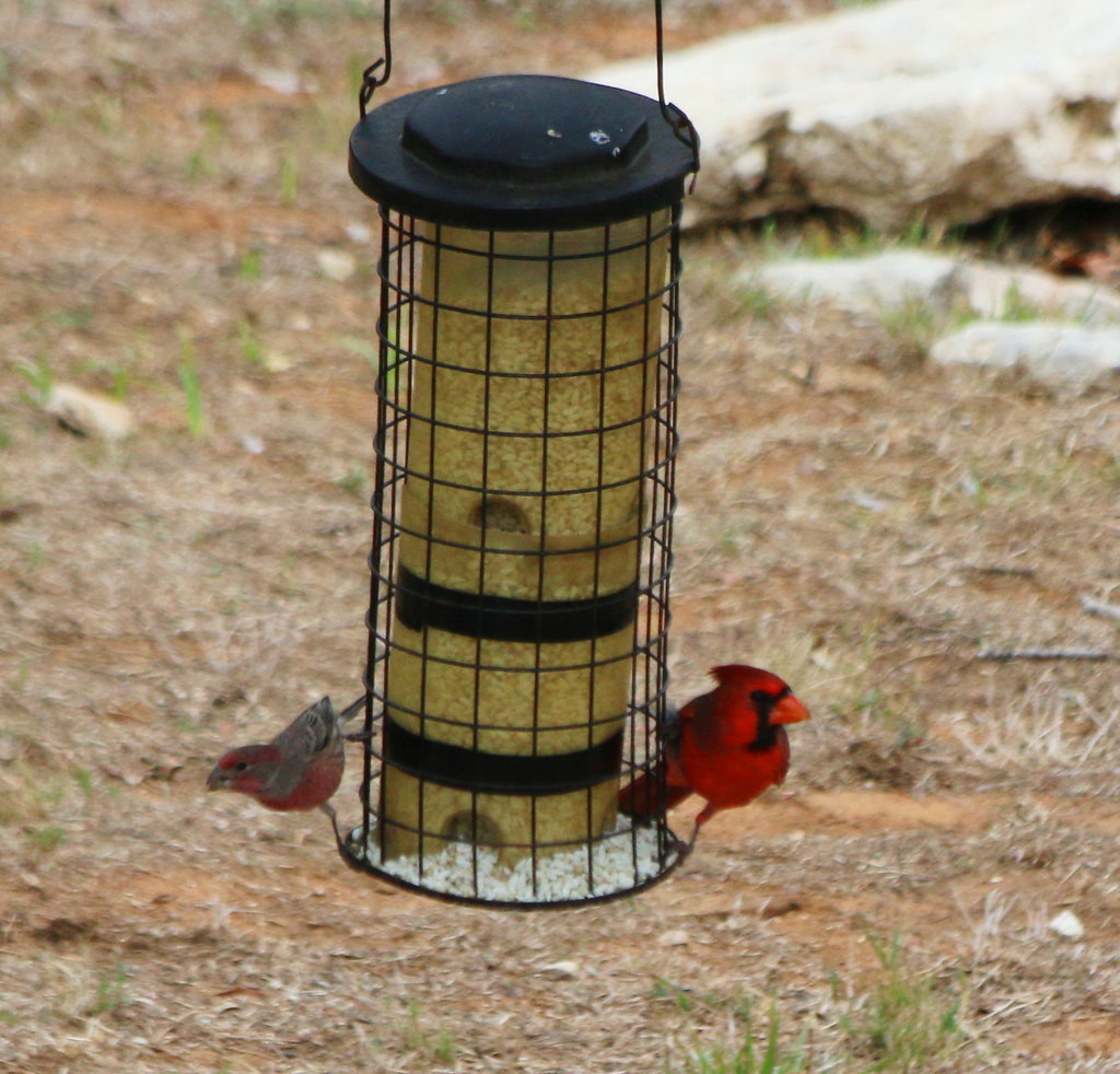 Cardinal and House Finch