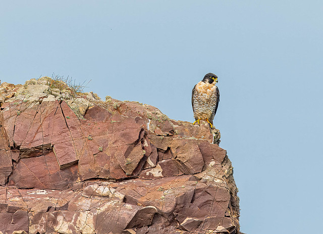 Peregrine Falcon - Hartland Point-2
