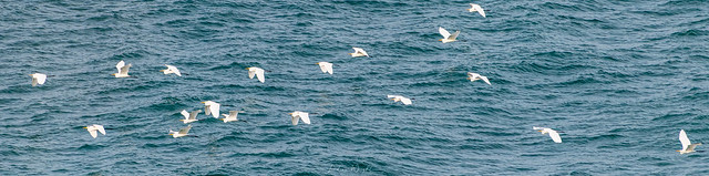 Great White Egrets - Hartland Point