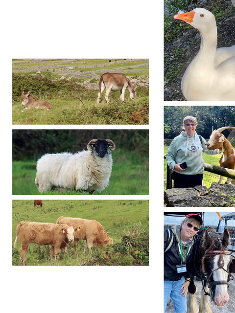 Animals of Ireland