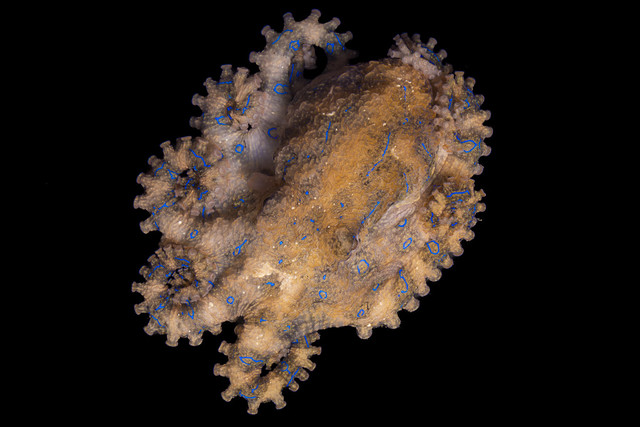 Blue-lined Octopus - Hapalochlaena fasciata
