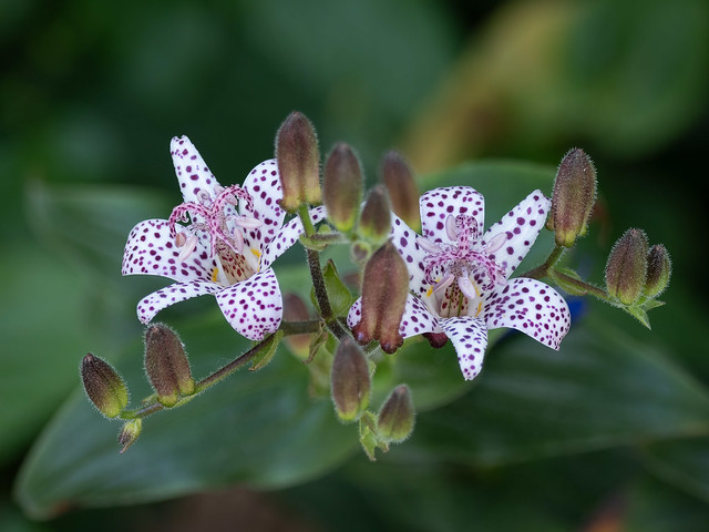 Toad Lily ?