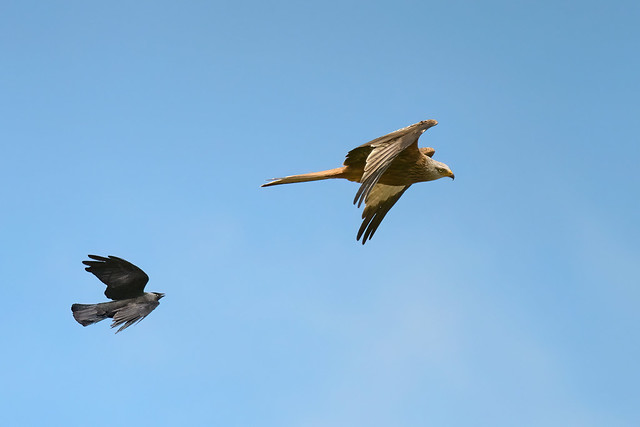 Red Kite harried by jackdaw
