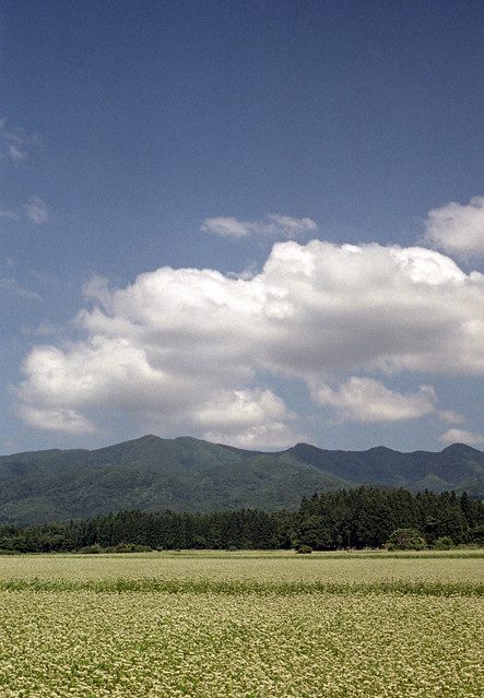 Soba field of the foot of Mt.Oguni, Kitakata city, Fukushima Pref. 2022/06 No.4(taken by film camera).