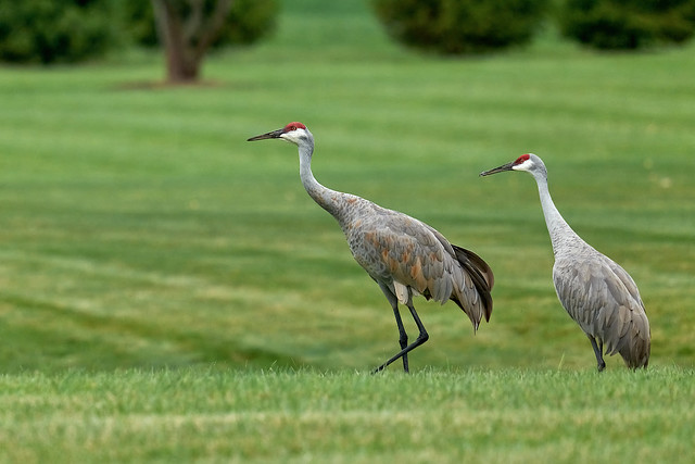 The Cranes on an afternoon stroll