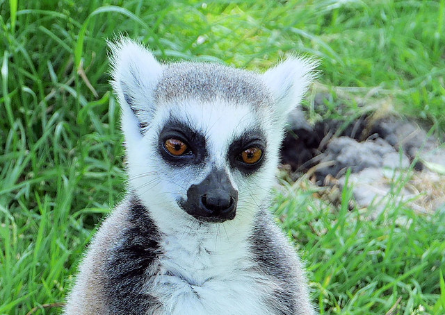 Ring-tailed lemur (Explore 11-10-2023   #242)
