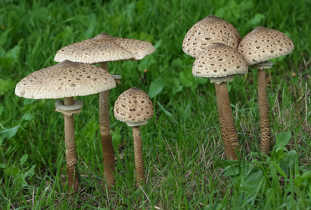 The mushroom family
