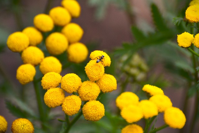 Ant on Tansy Flowers
