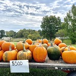 500? Dollars? Pumpkins for sale.